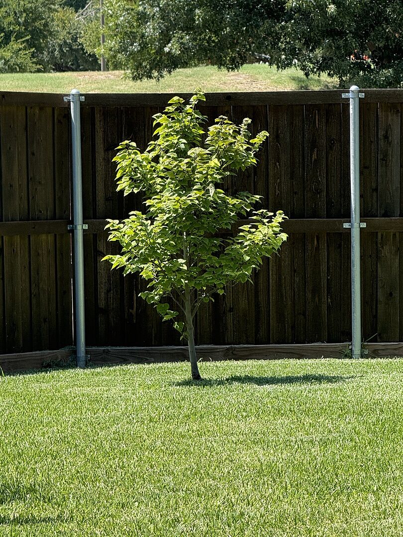 Beautiful Hearty Redbud