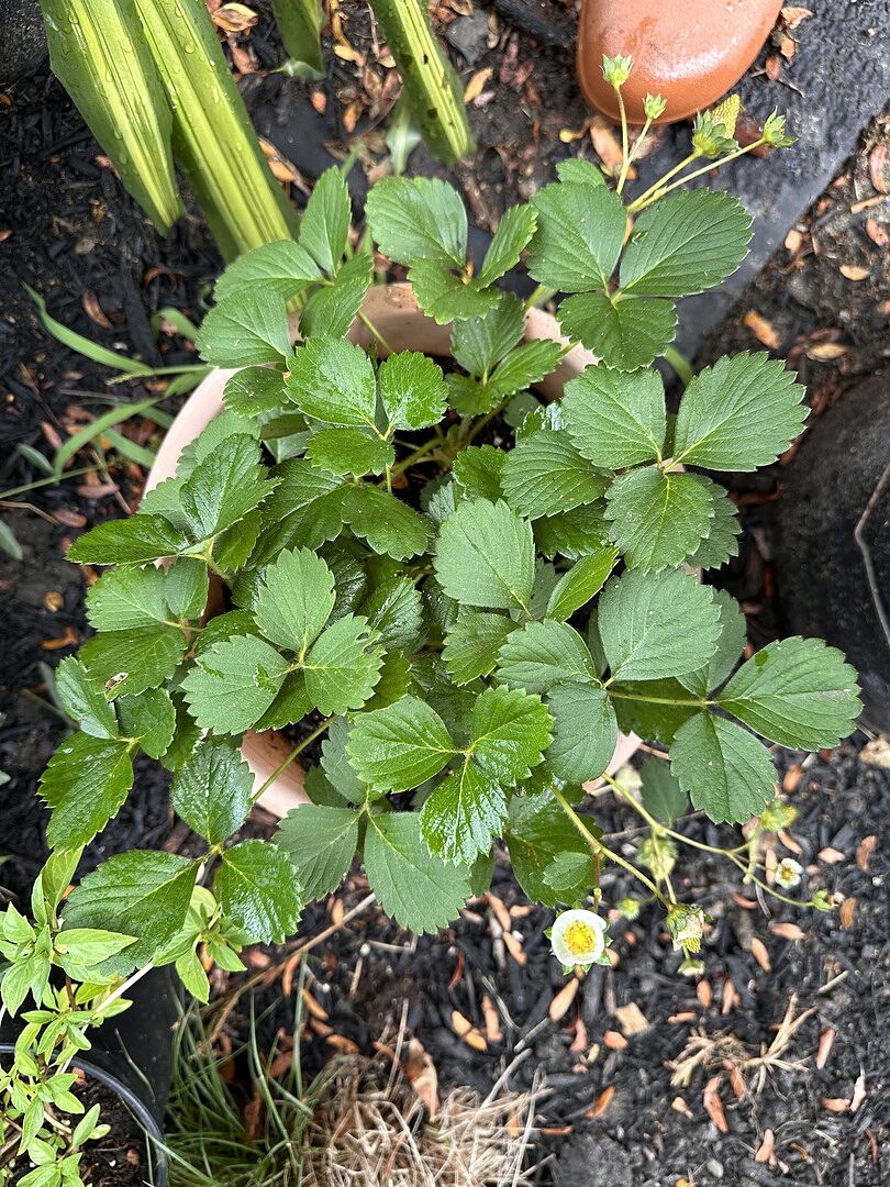 Great plant!