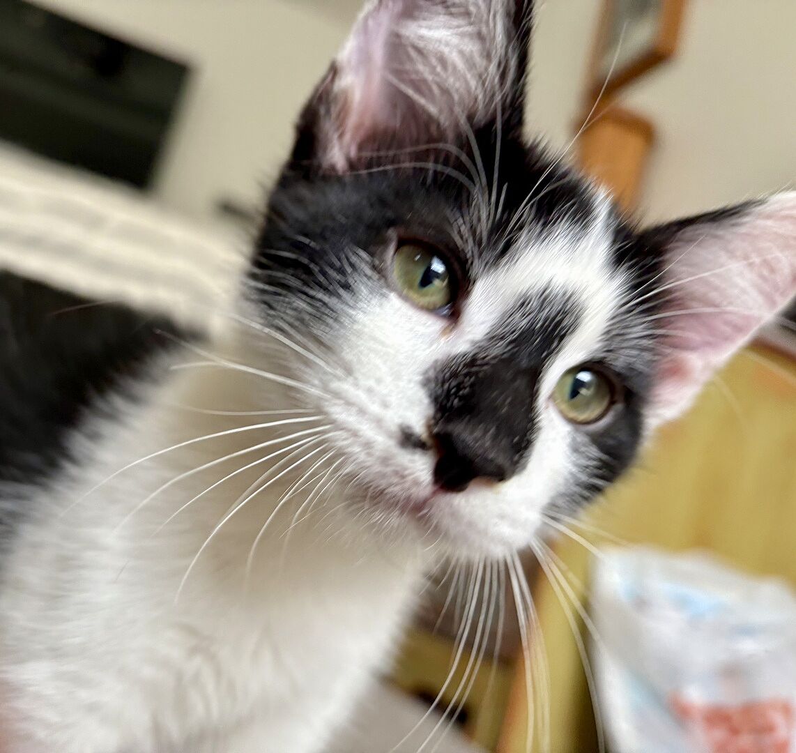 Catalyst Pet customer photo shared by Chelsea W.