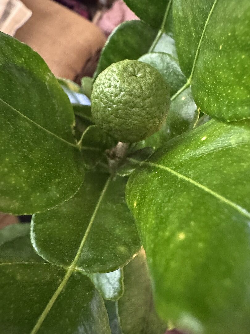 Meyer lemon