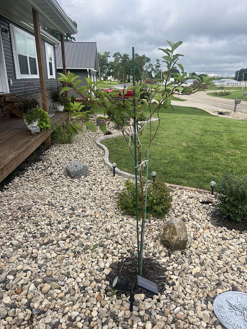 The trunk of the tree is not straight.