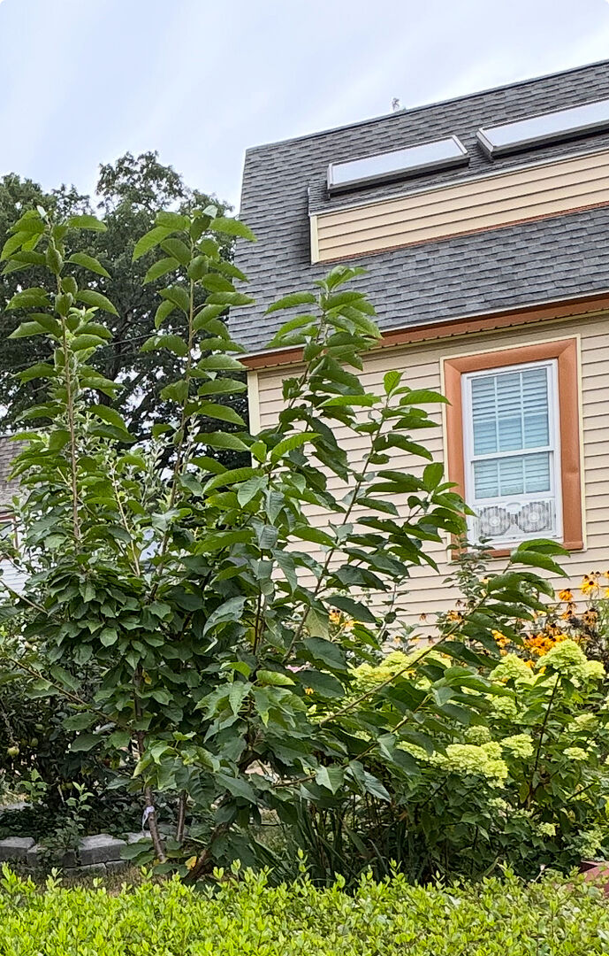 Cherries first year and lots of growth