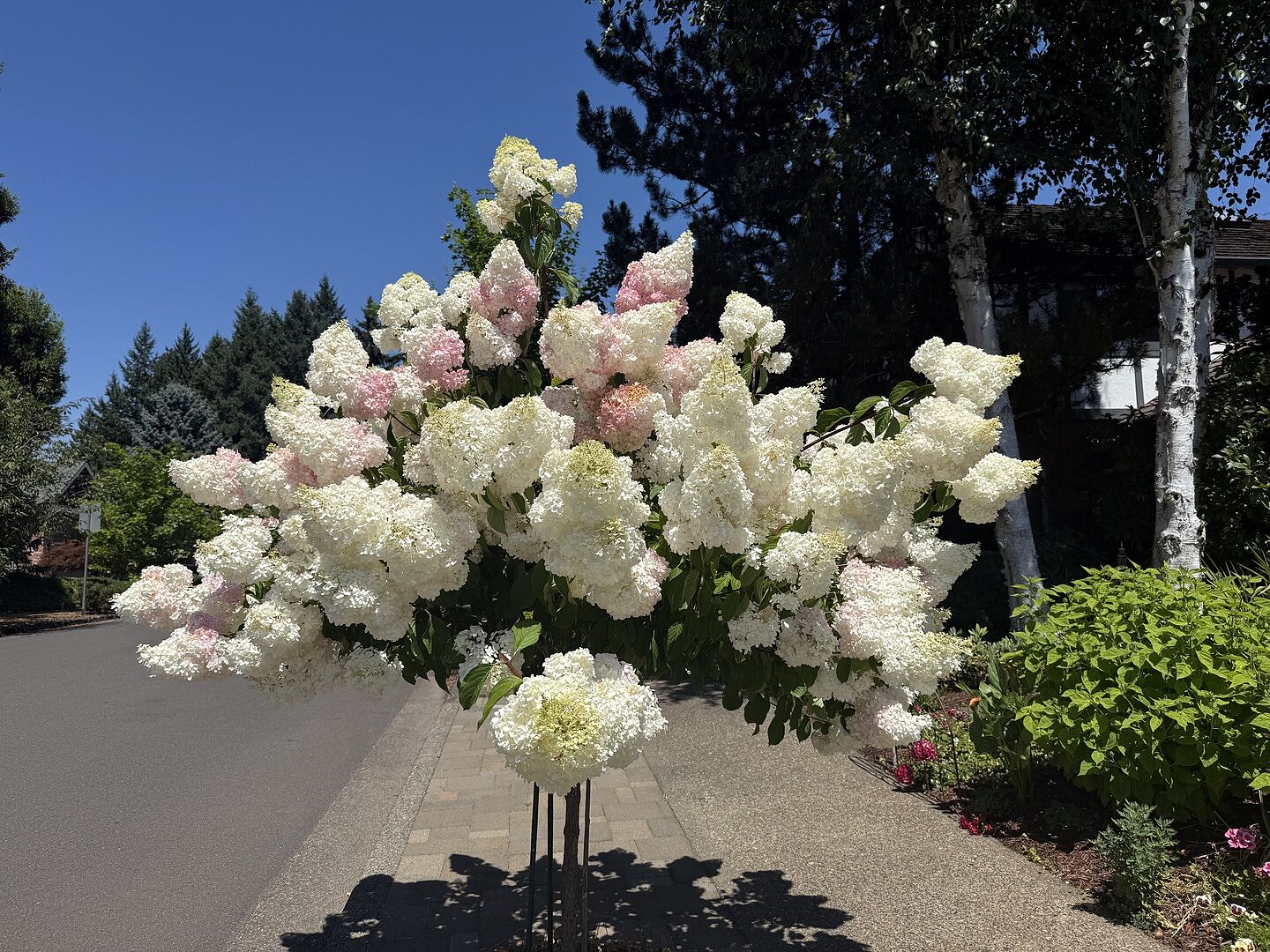 VanillaStrawberry hydrangea tree