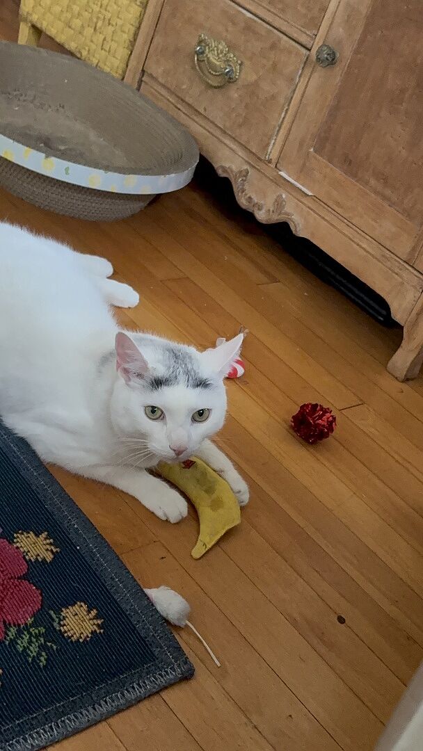 Catalyst Pet customer photo shared by Stacie S.