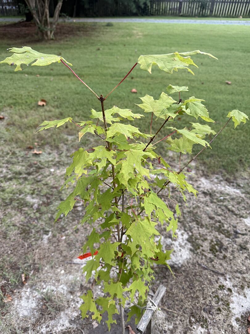 Sugar maple