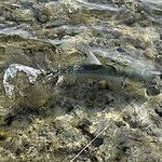 Image of Review by Eric on 31 Aug 2025 number 1