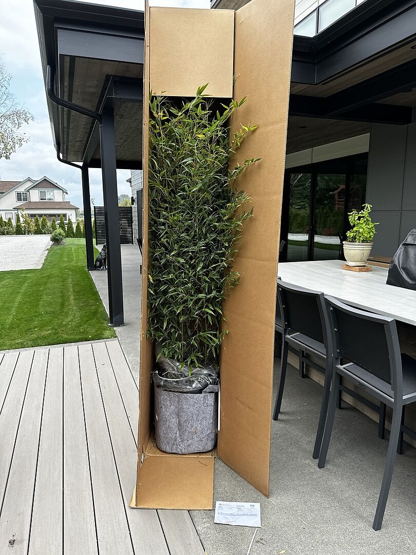 Great bamboo