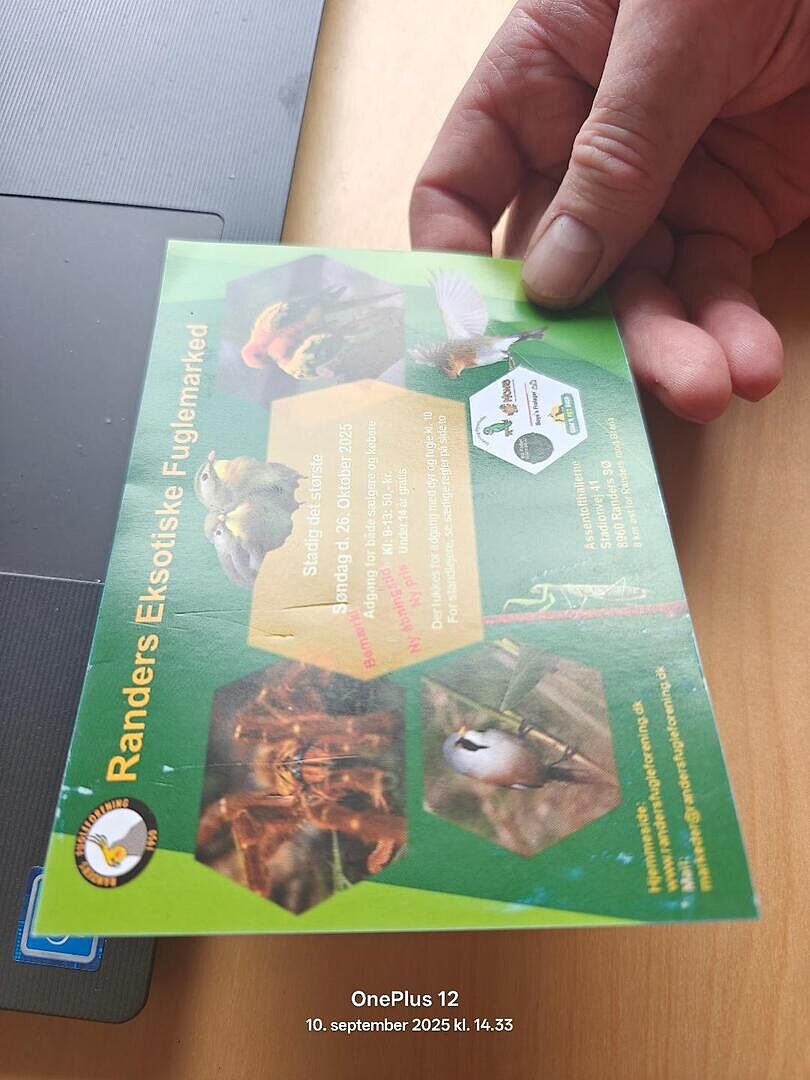Flyer
