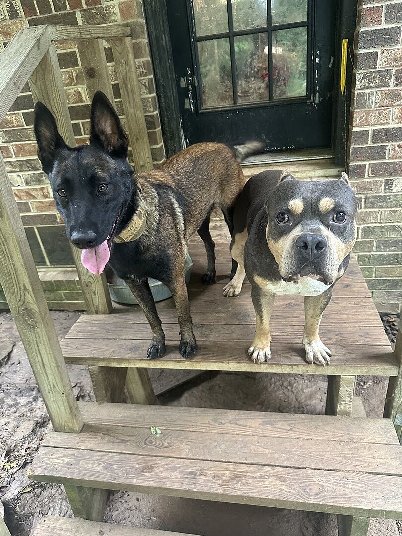 Jeron J.'s two dogs on the front porch