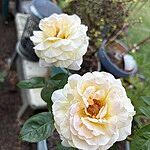 Image of Review by G R. on  5 Oct 2025 number 3