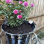 Image of Review by G R. on  5 Oct 2025 number 2