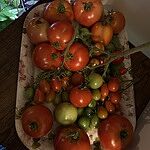 Image of Review by G R. on  5 Oct 2025 number 6