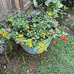 Image of Review by G R. on  5 Oct 2025 number 7