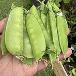 Image of Review by G R. on  5 Oct 2025 number 8