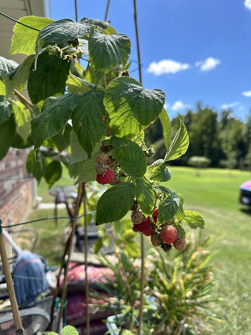 Raspberry Order