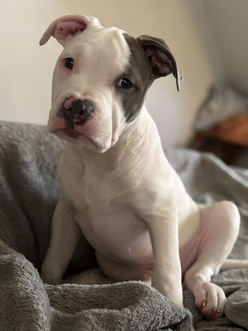 Paul C.'s white and brown pit bull sitting on a bed