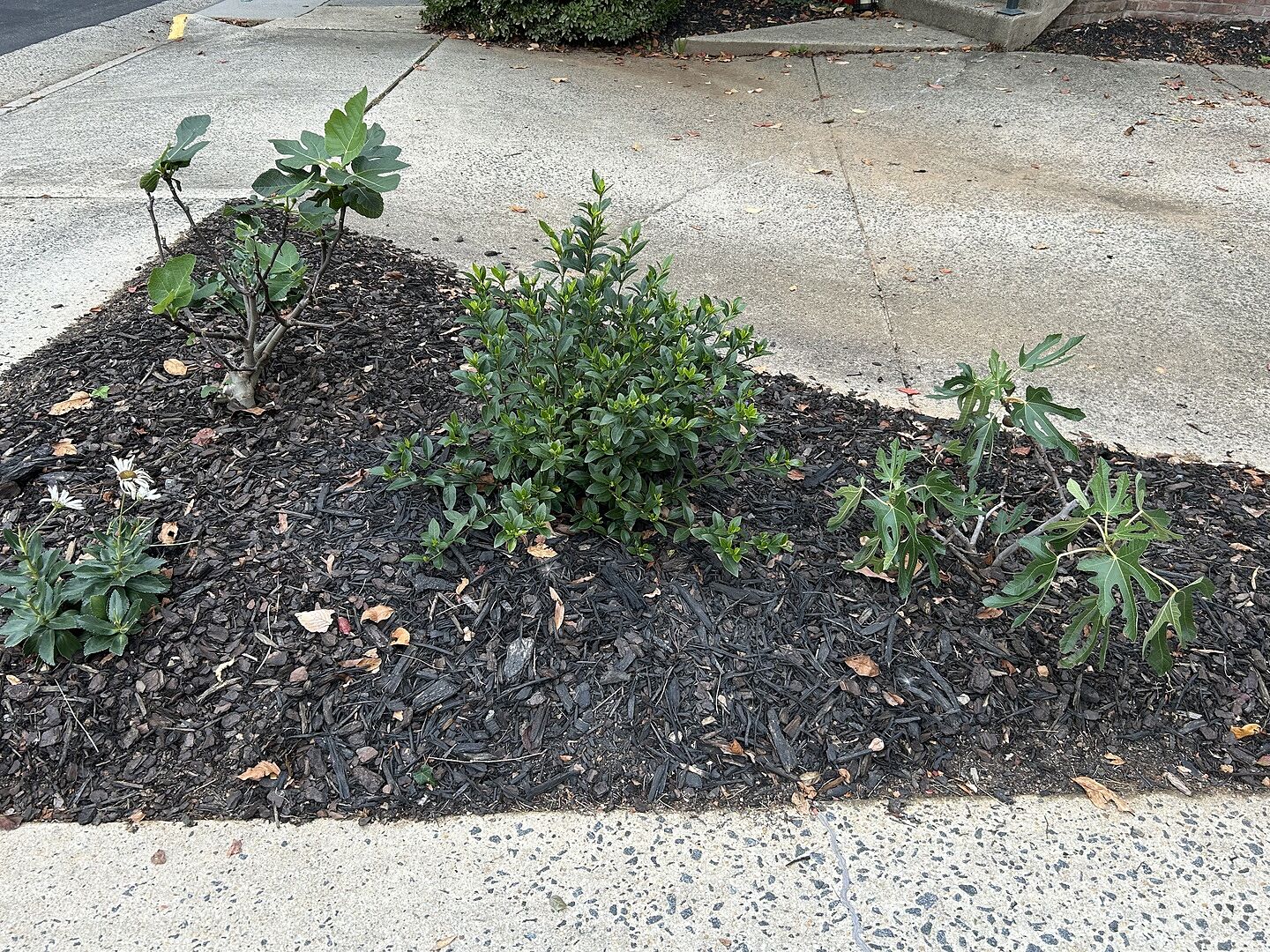 New to Planting Fig Trees