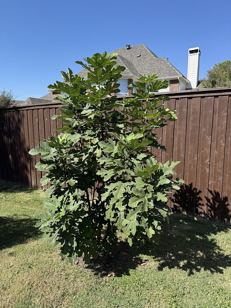 Over 10 foot tall in in one year !!