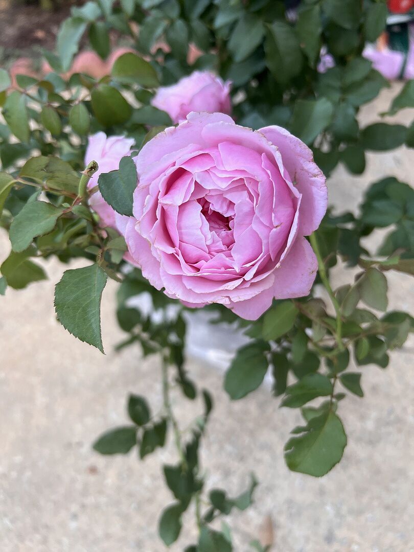 Media from review #2