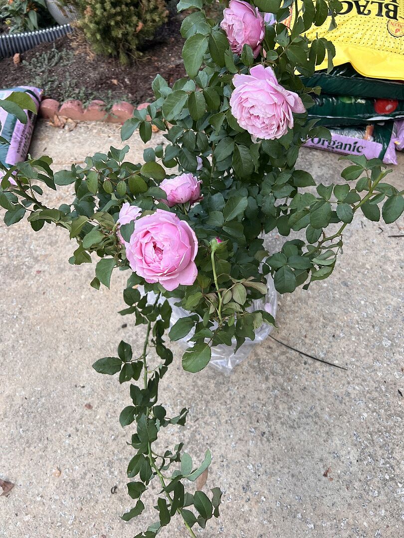 Media from review #3