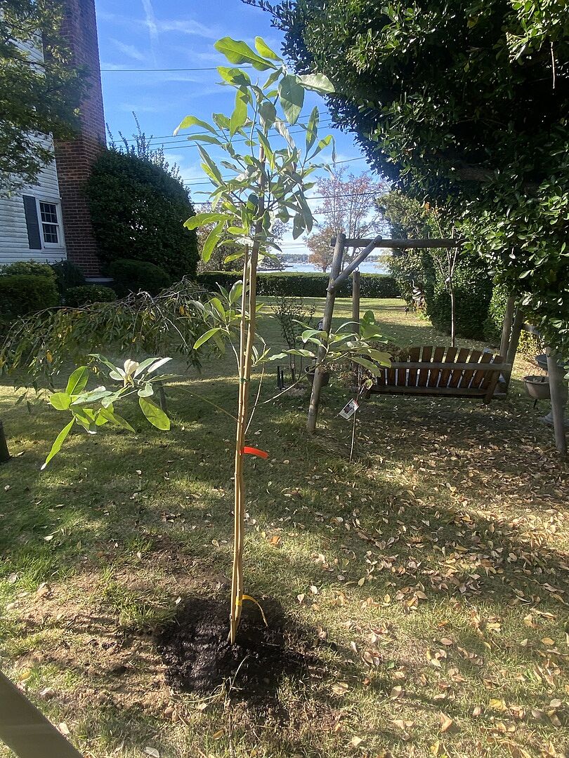 Great tree