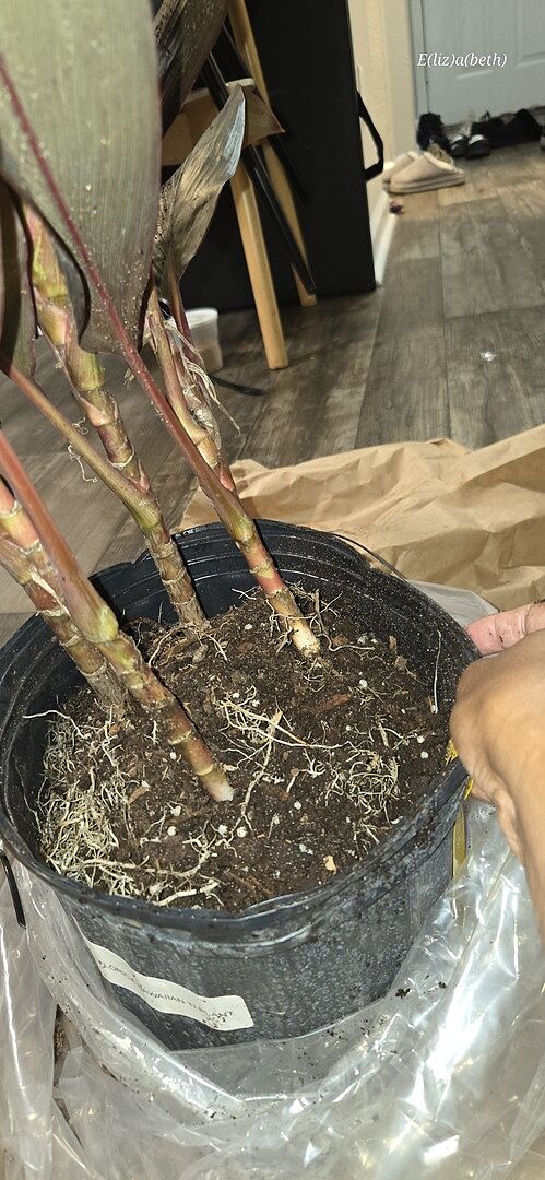 Healthy Plant