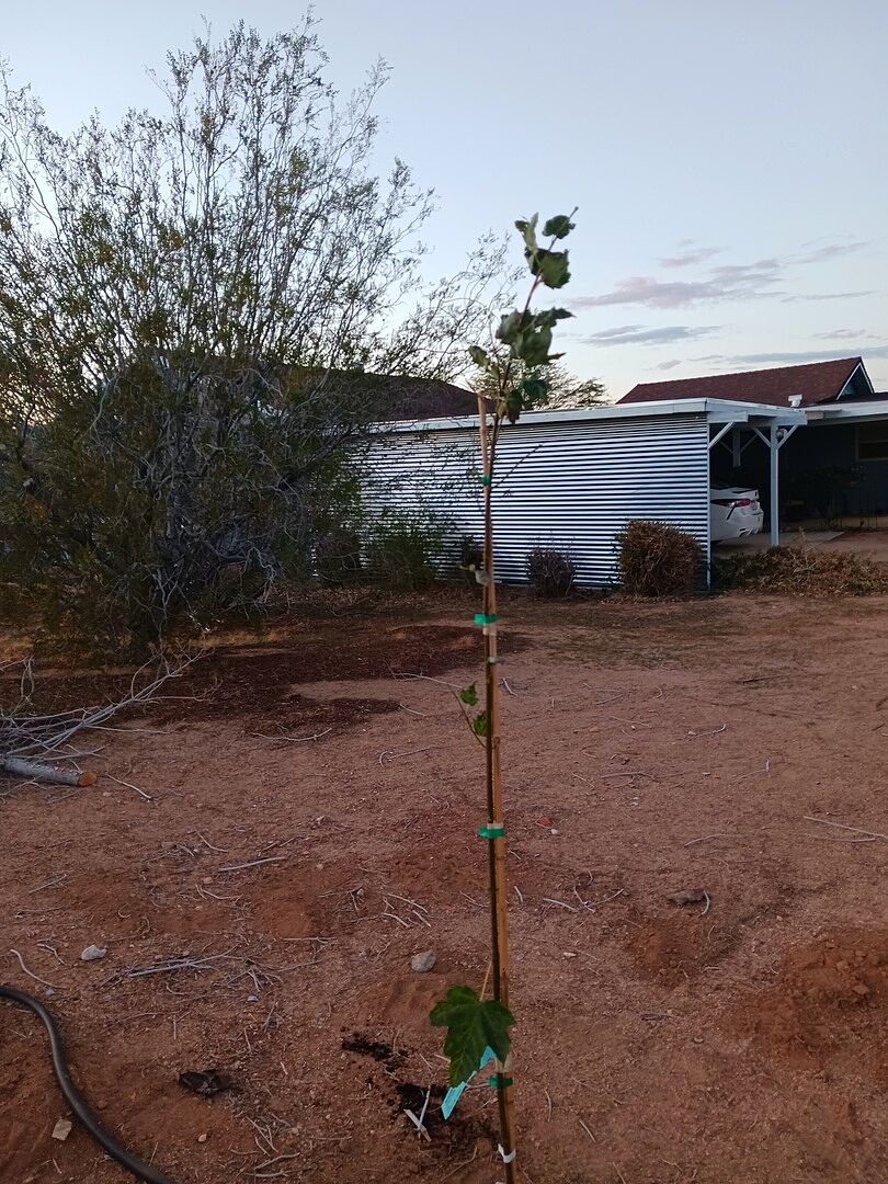 Love my new tree