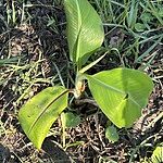 Image of Review by Richard H. on 22 Oct 2025 number 2