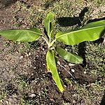 Image of Review by Richard H. on 22 Oct 2025 number 5