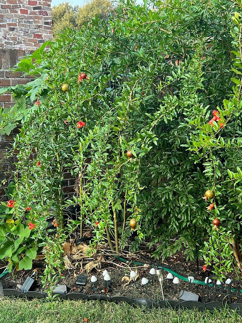 Media from review #2