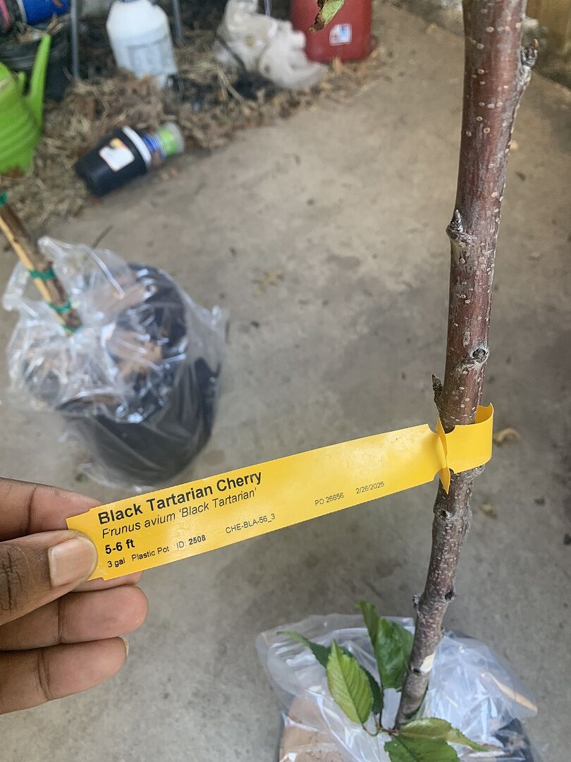 Media from review #2