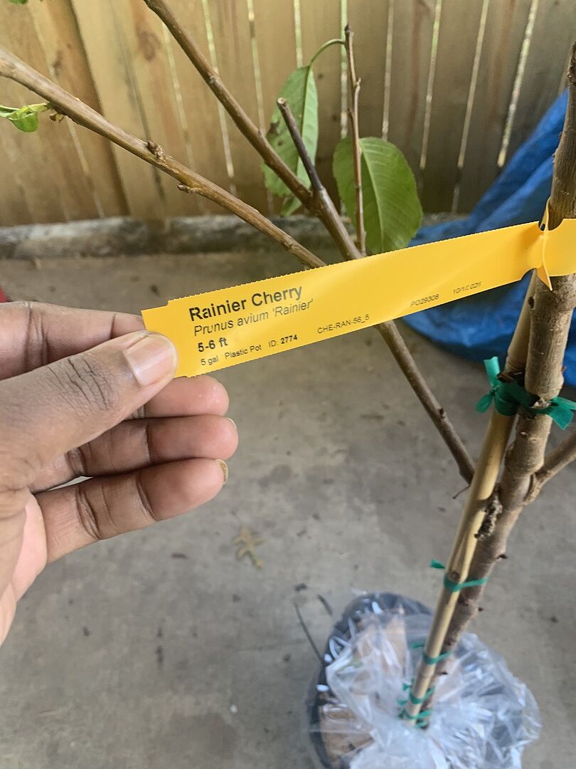 My Rainier happy tree