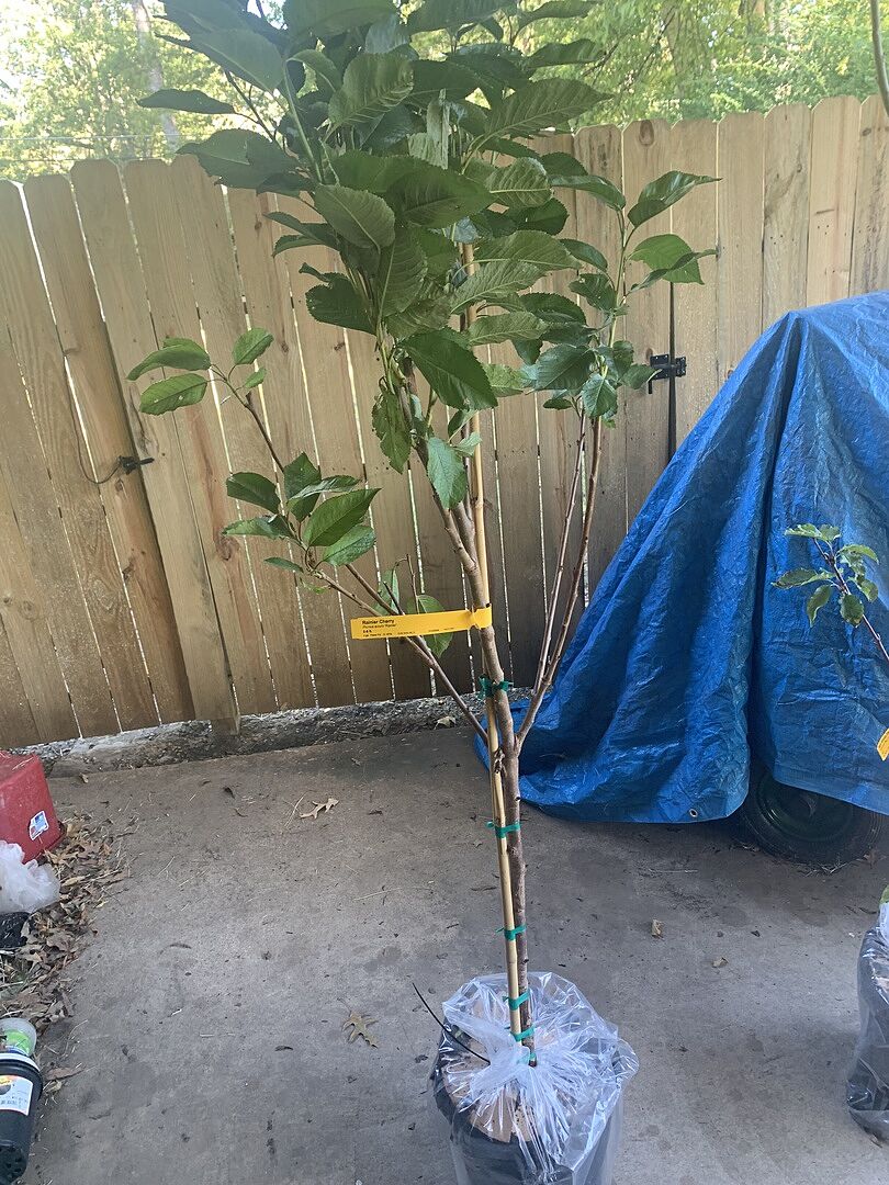 Media from review #1