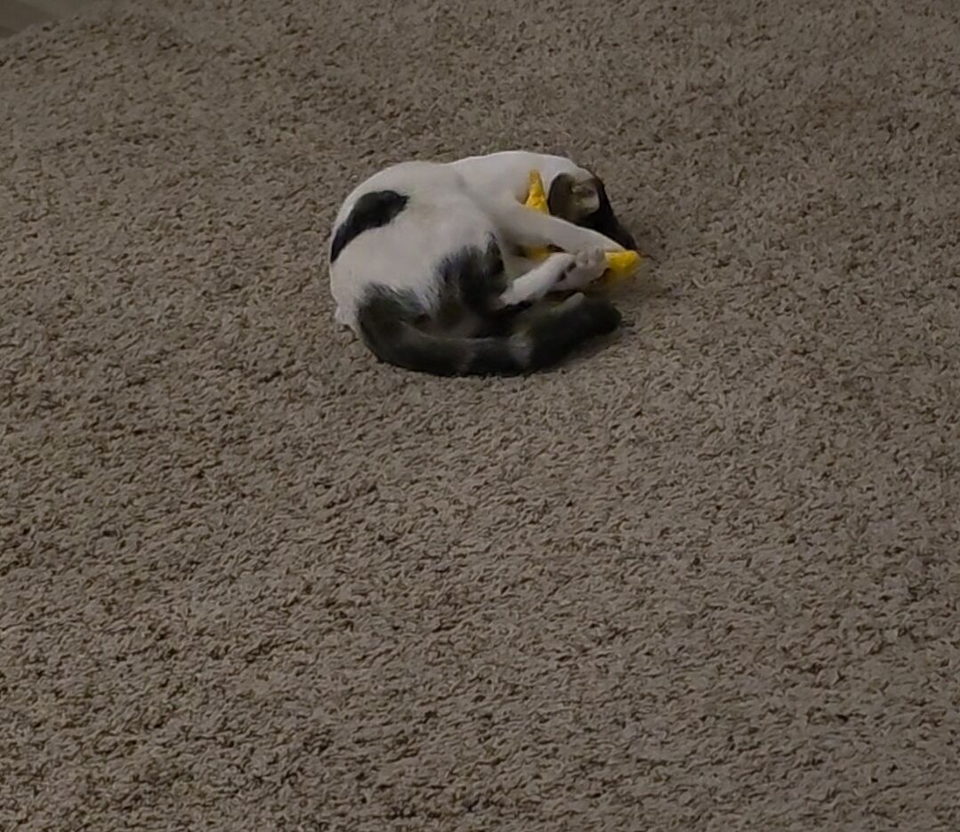 Catalyst Pet customer photo shared by Ella T.