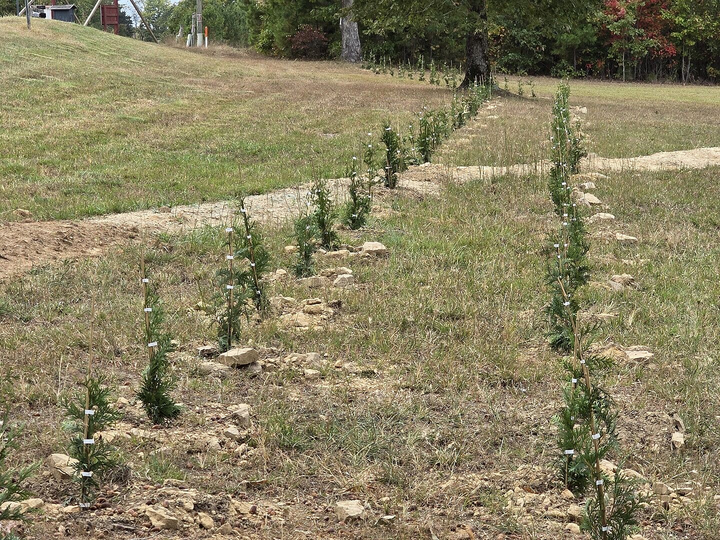I planted 85 of these!