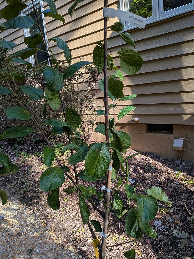 Can't wait for it to fruit!