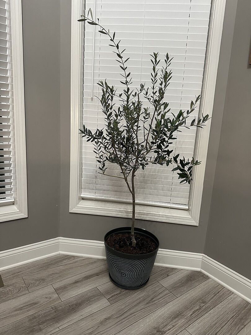 Media from review #2