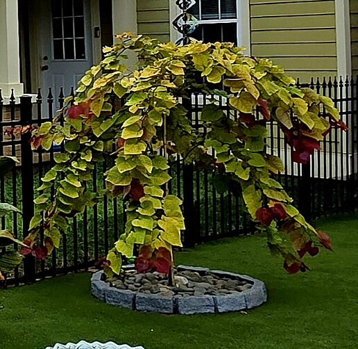 Media from review #2