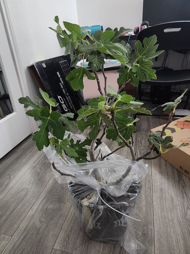 Media from review #4