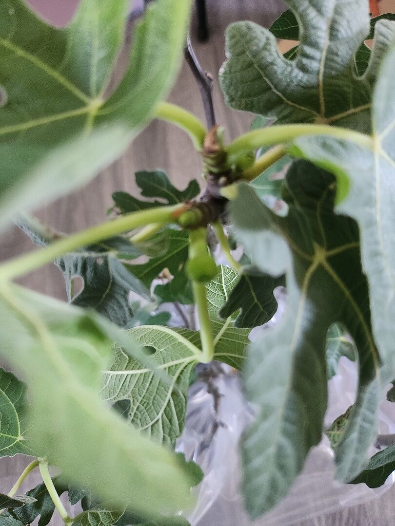 Media from review #1