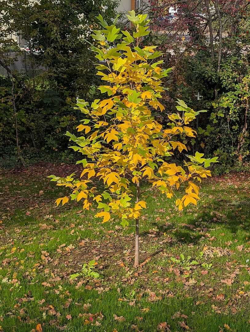 Media from review #1