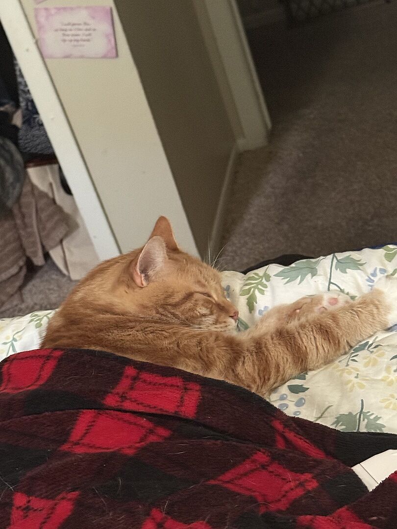 Catalyst Pet customer photo shared by SHANNON S.