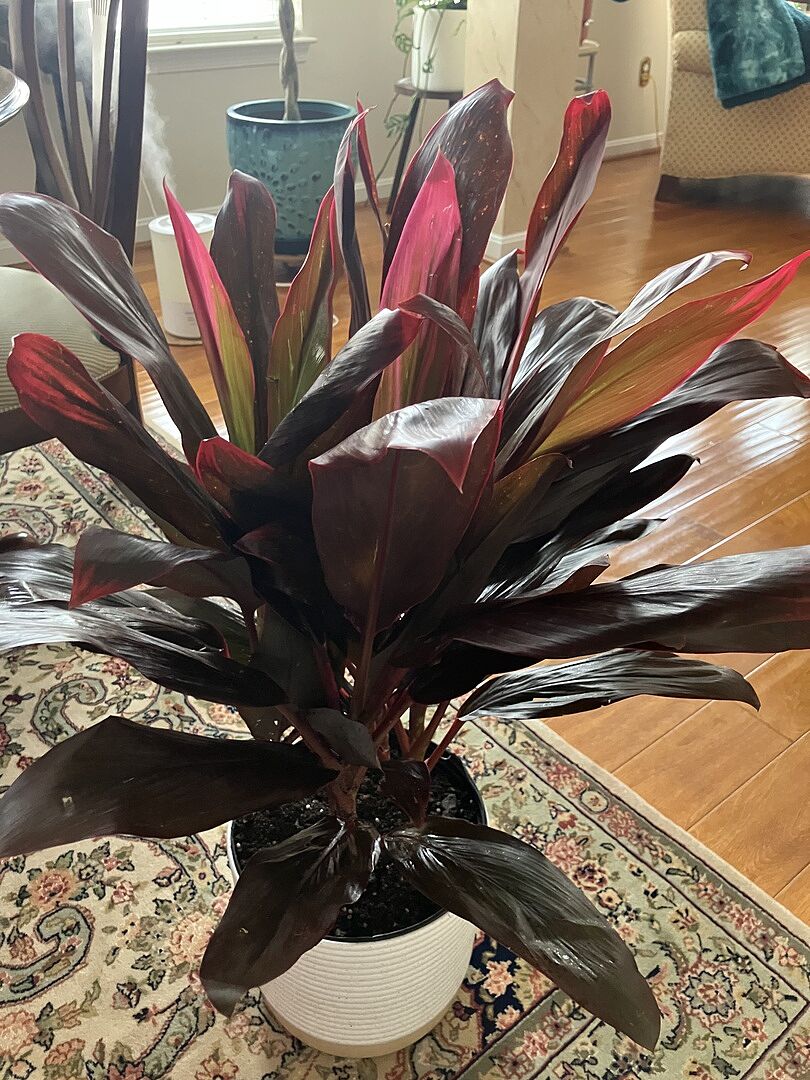 The plant is beautiful, nice