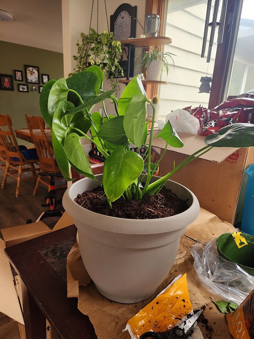 Media from review #1