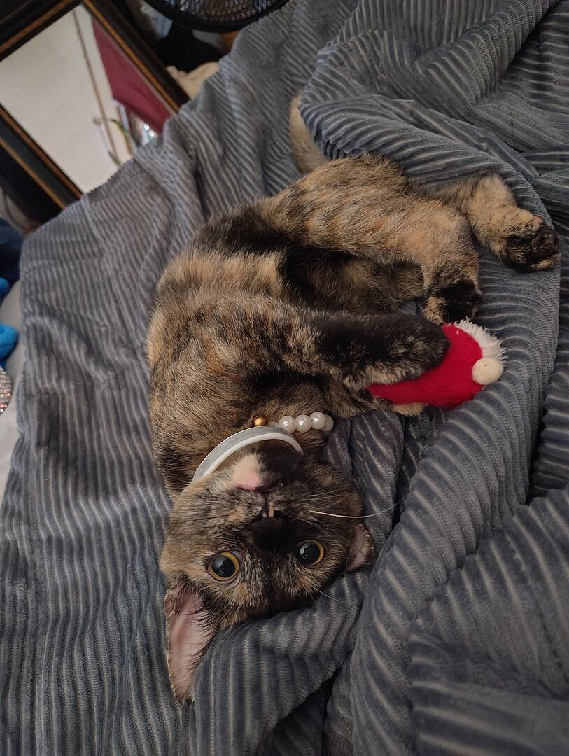 Catalyst Pet customer photo shared by Chelsea O.