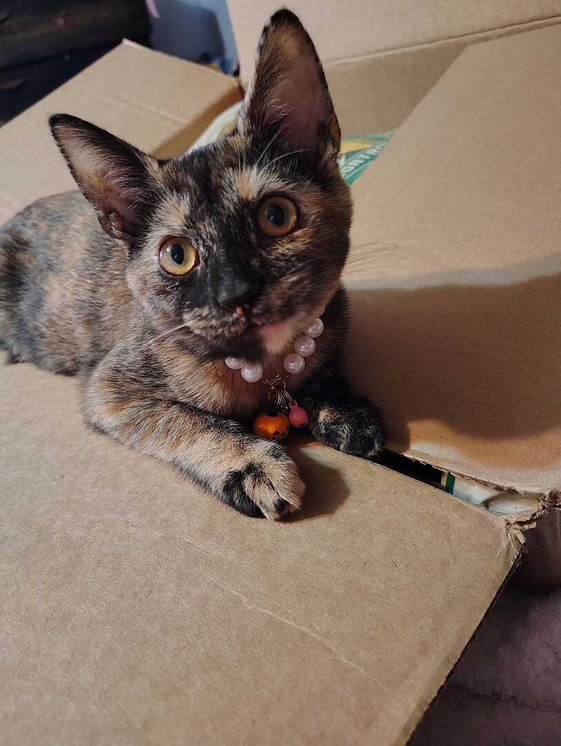 Catalyst Pet customer photo shared by Chelsea O.