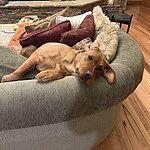 Customer Review Image