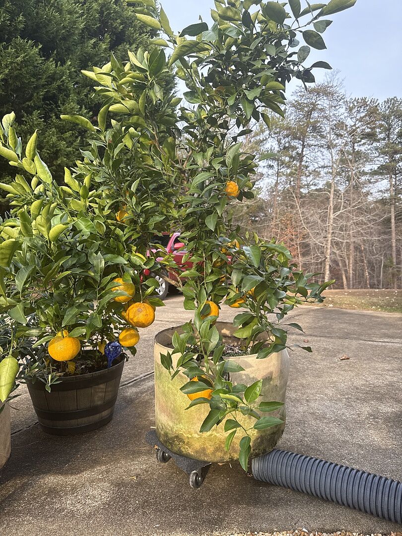 Kishu Semi-Dwarf Mandarin Tree