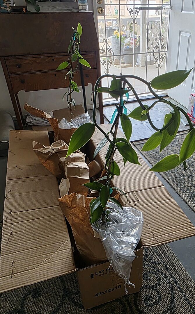 2 3gal vanilla Bean Plants