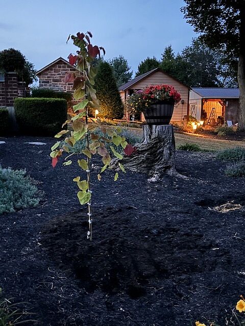 Media from review #2